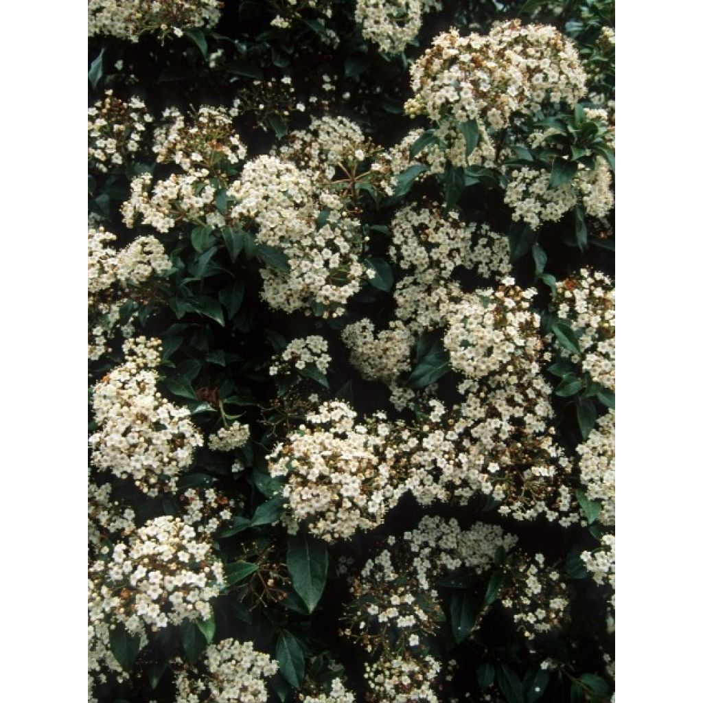 Viorne, Laurier-tin - Viburnum tinus