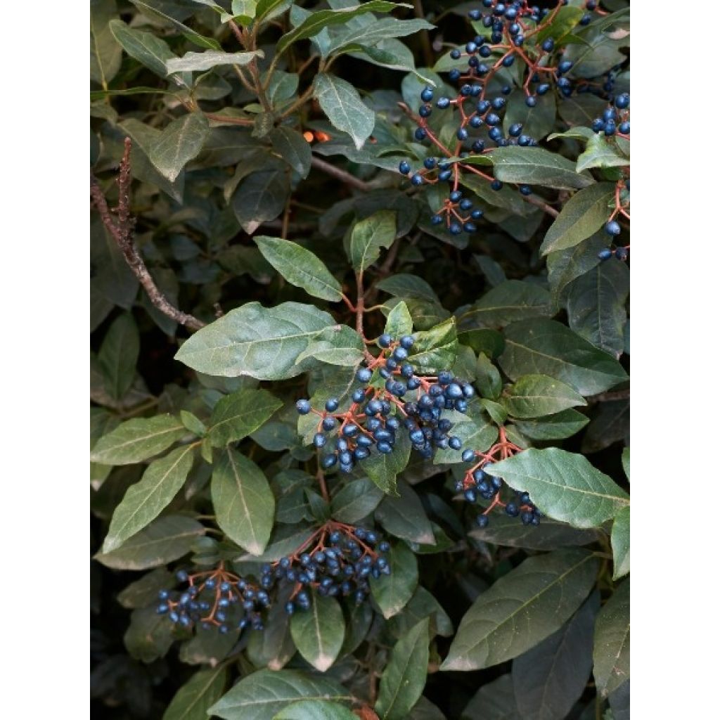 Viorne, Laurier-tin - Viburnum tinus