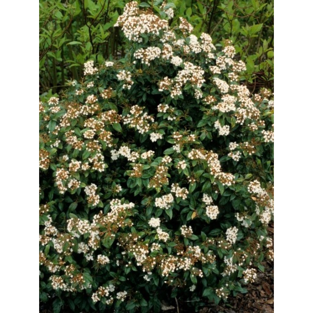 Viorne, Laurier-tin - Viburnum tinus