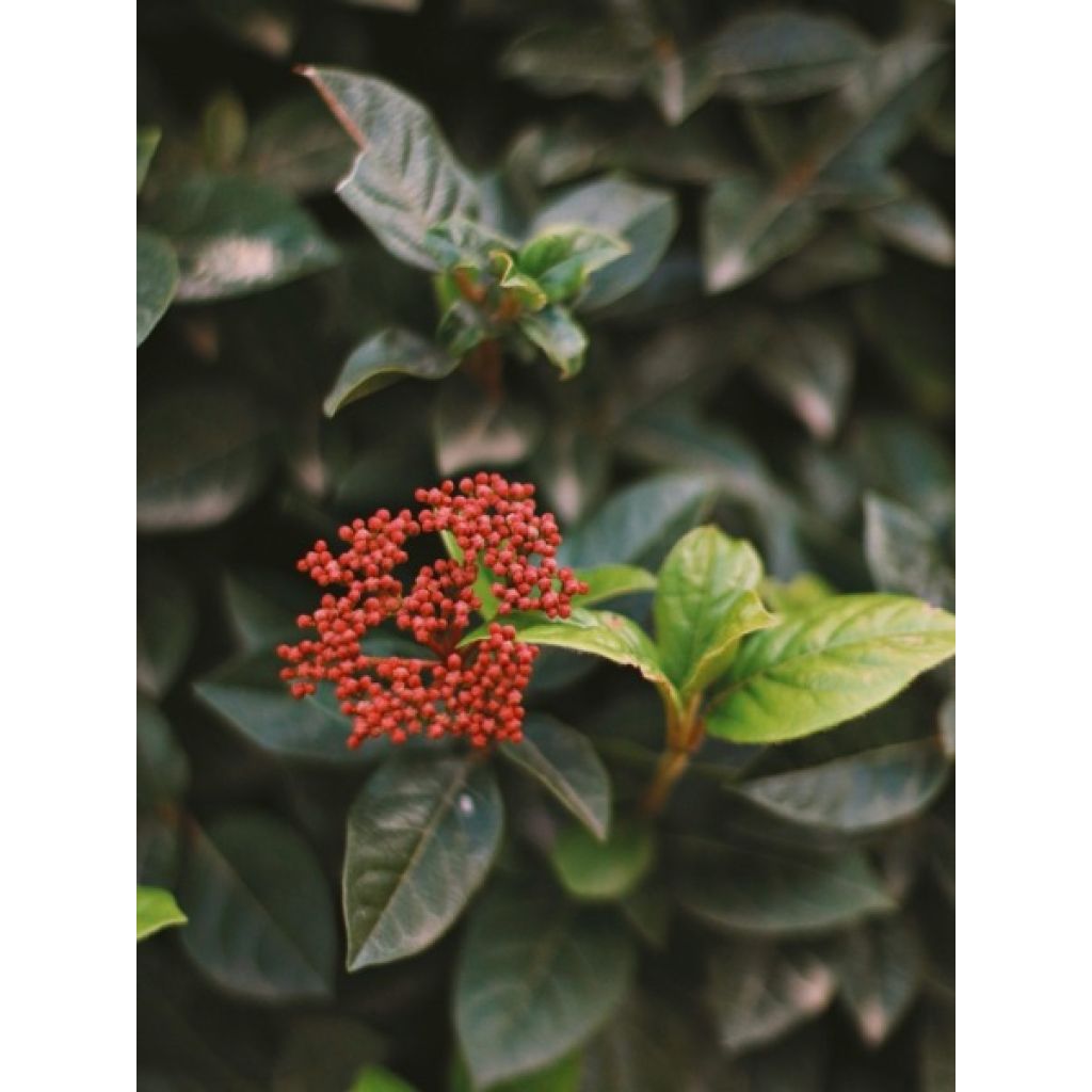 Viorne, Laurier-tin - Viburnum tinus