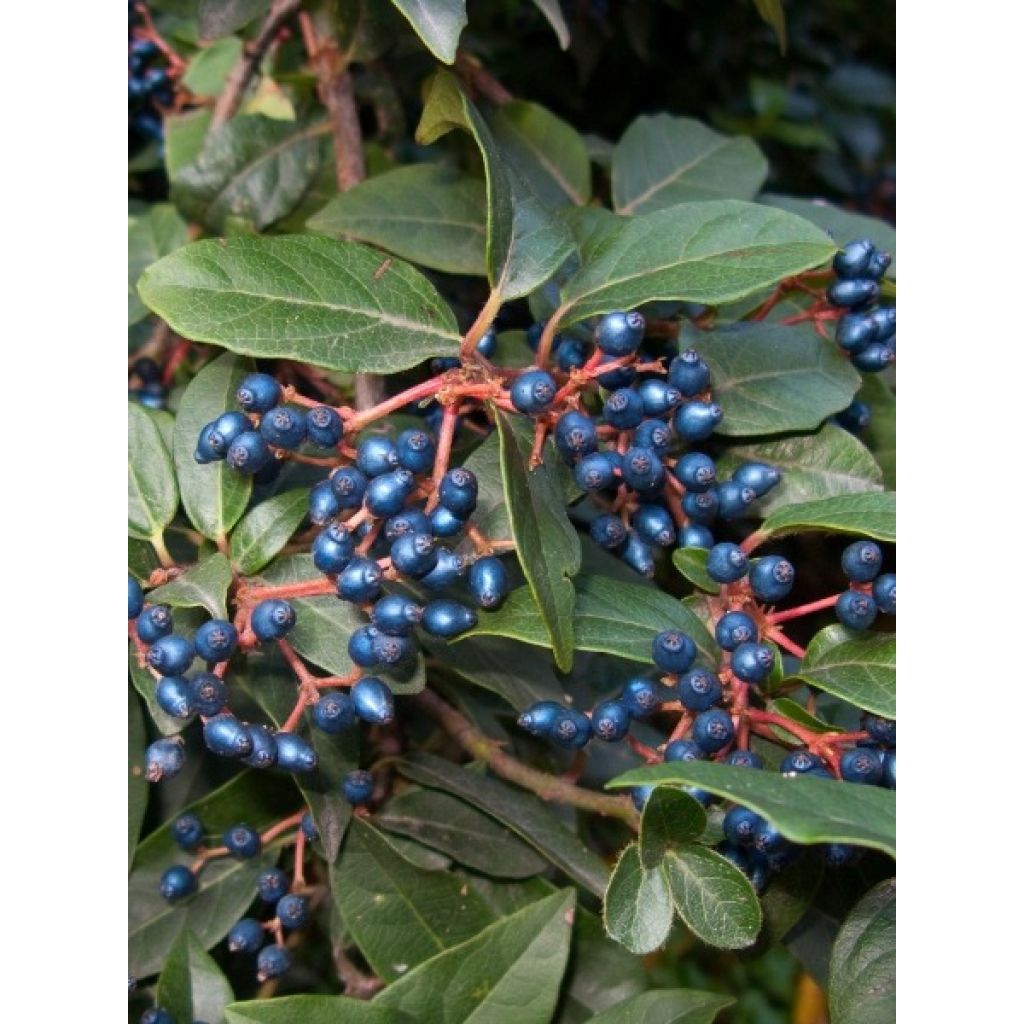 Viorne, Laurier-tin - Viburnum tinus