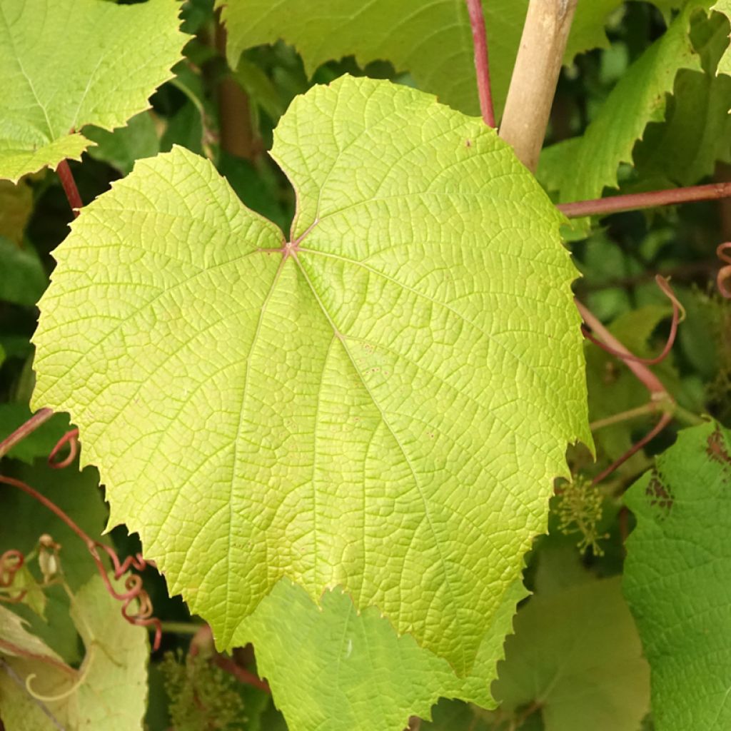 Vigne d'ornement - Vitis coignetiae