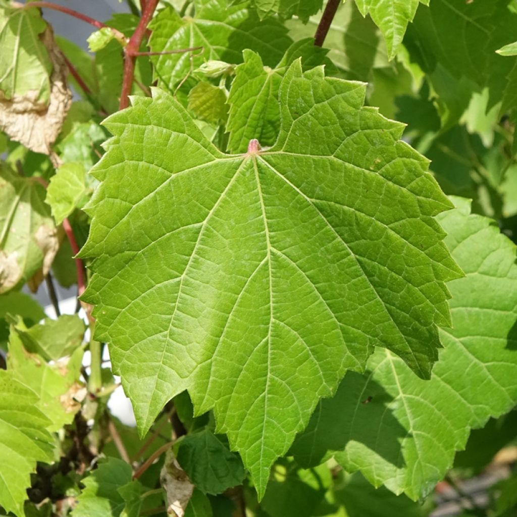 Vigne d'ornement - Vitis odoratissima (vulpina, riparia)