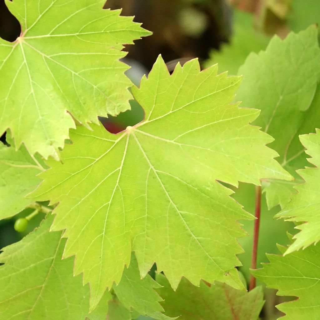 Vigne Solara - Vitis vinifera