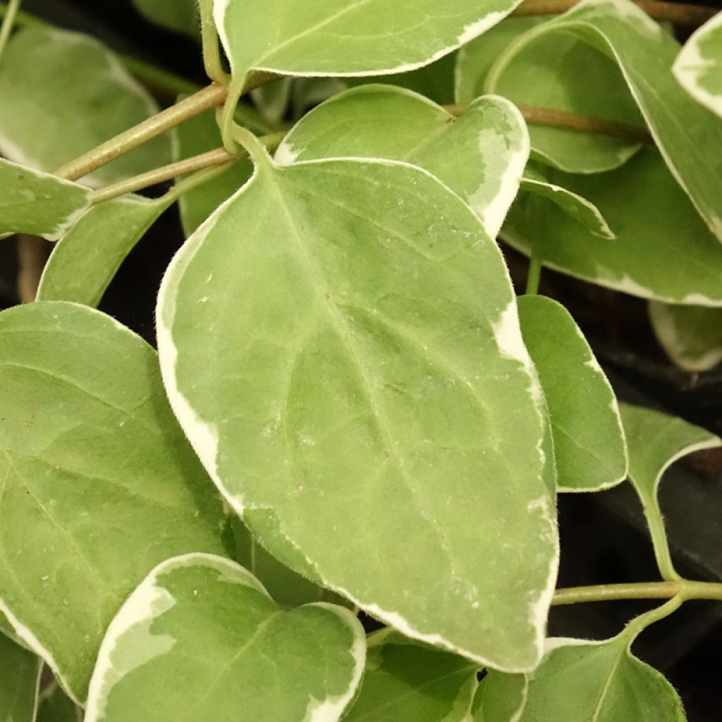 Vinca major Variegata - Grande Pervenche panachée