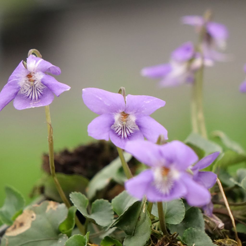Violette des bois - Viola reichenbachiana
