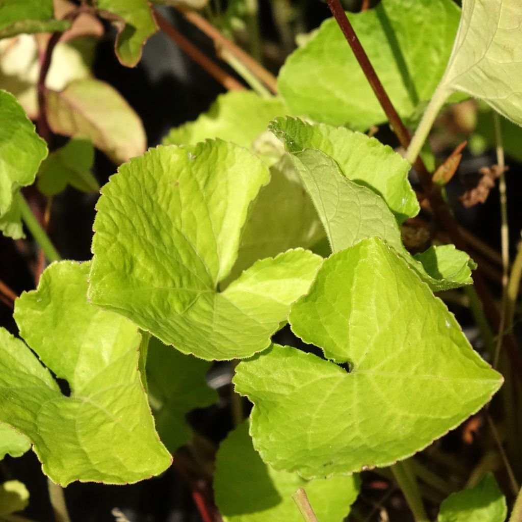 Violette odorante Mrs Pinehurst - Viola odorata