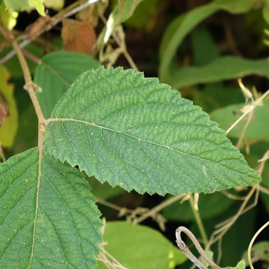 Viorne de Chine - Viburnum plicatum Tomentosum