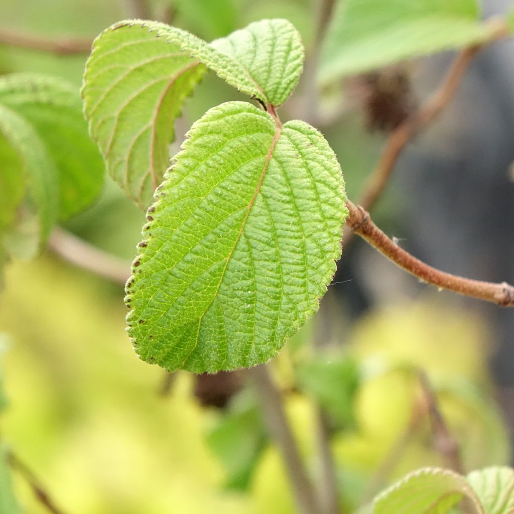 Viorne de Chine - Viburnum plicatum Tomentosum