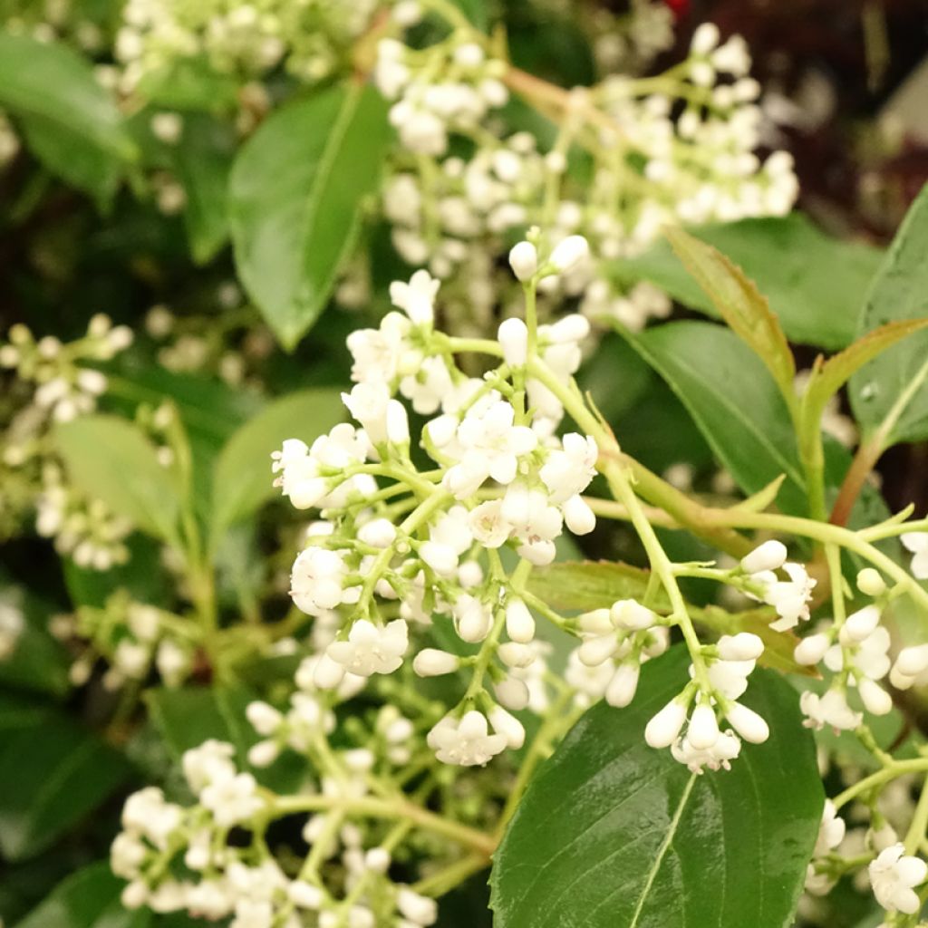 Viorne - Viburnum hillieri Winton