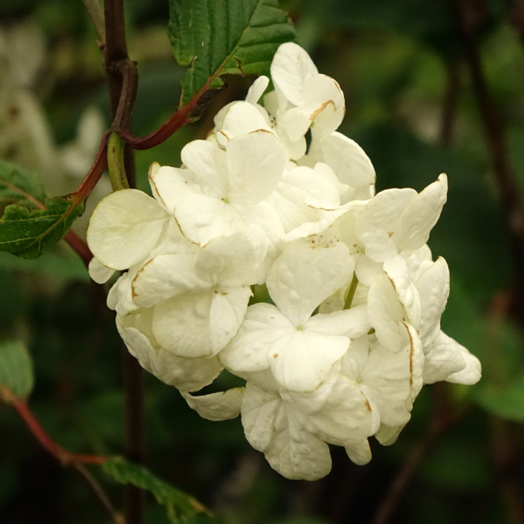 Viorne - Viburnum plicatum Grandiflorum