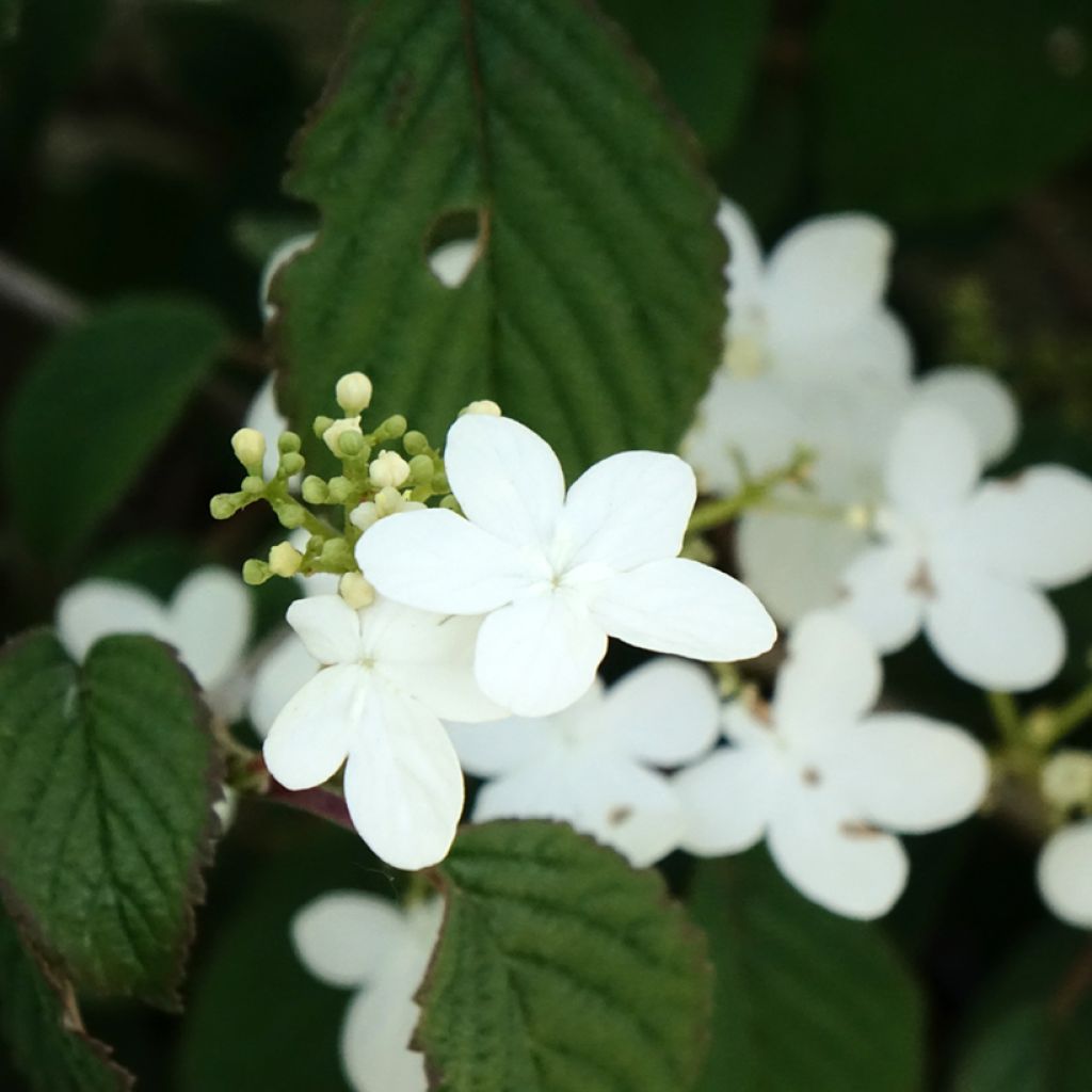 Viorne - Viburnum plicatum Summer Snow Flake
