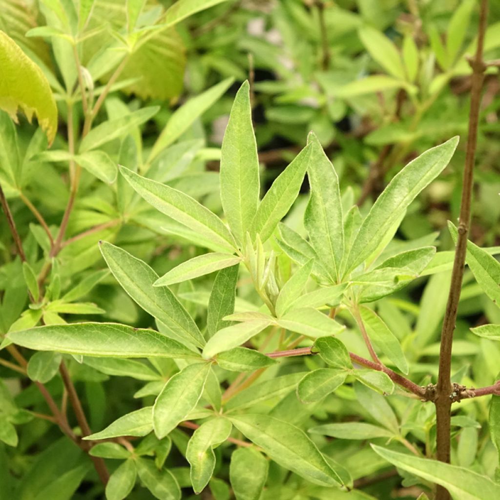 Vitex agnus-castus Santamaria - Gattilier