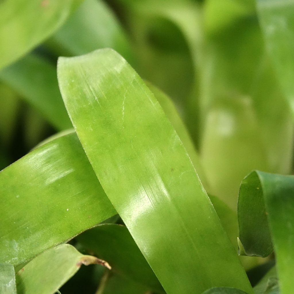 Vriesea Christiane