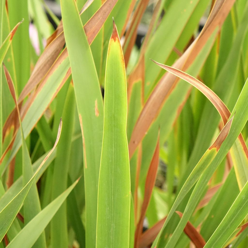 Watsonia borbonica - Watsonie de Bourbon