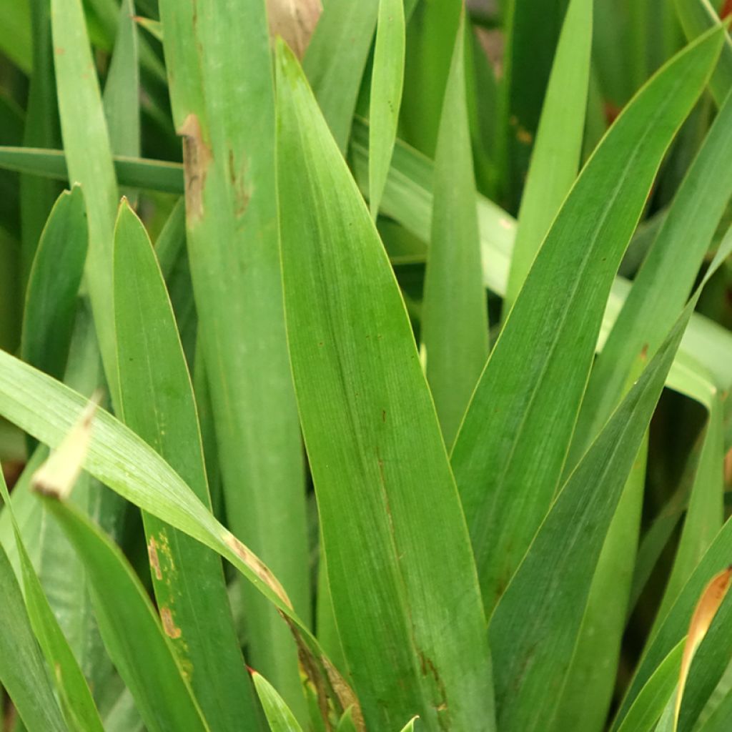 Watsonia gigantea - Watsonie