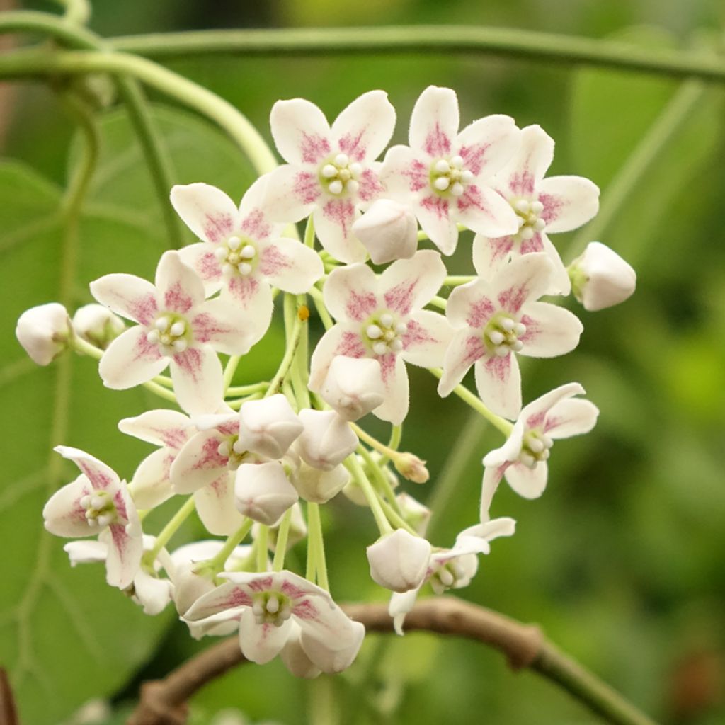 Wattakaka sinensis - Drégée de Chine