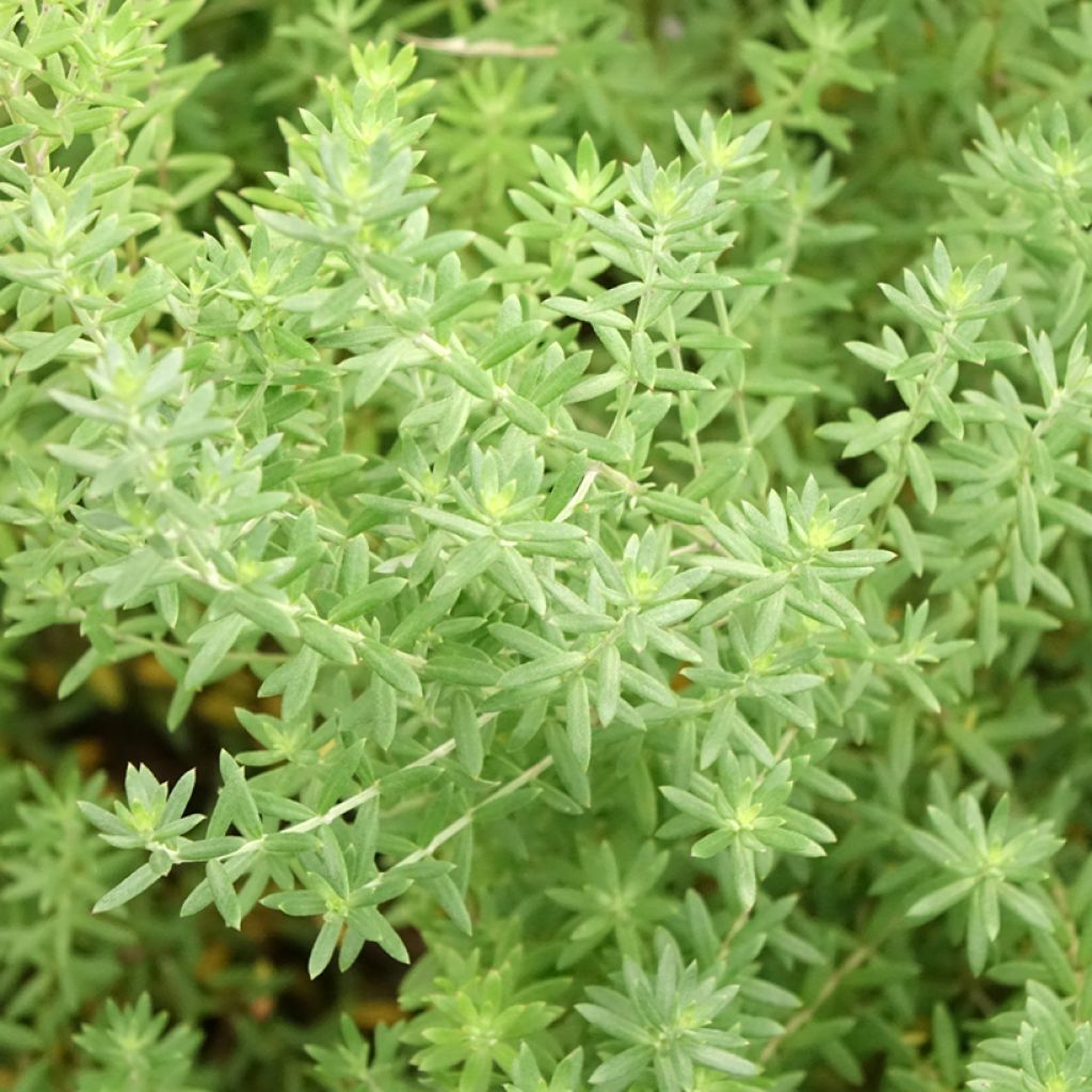 Westringia fruticosa Blue Gem - Romarin d'Australie