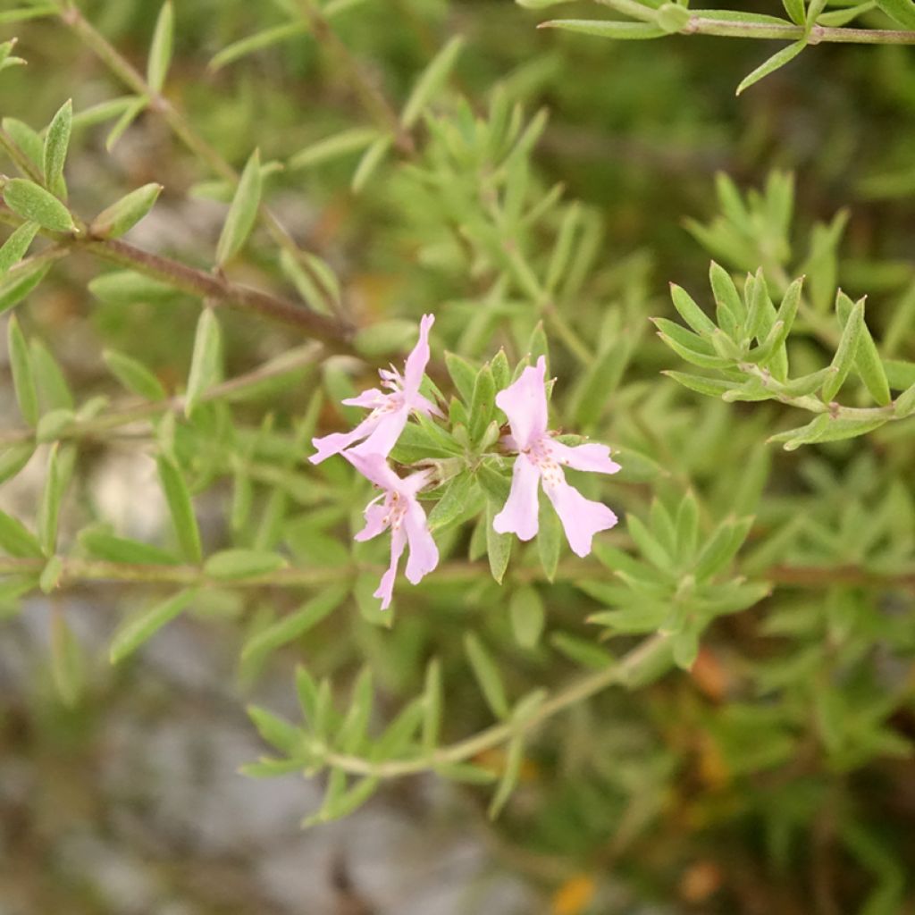 Westringia fruticosa Blue Gem - Romarin d'Australie