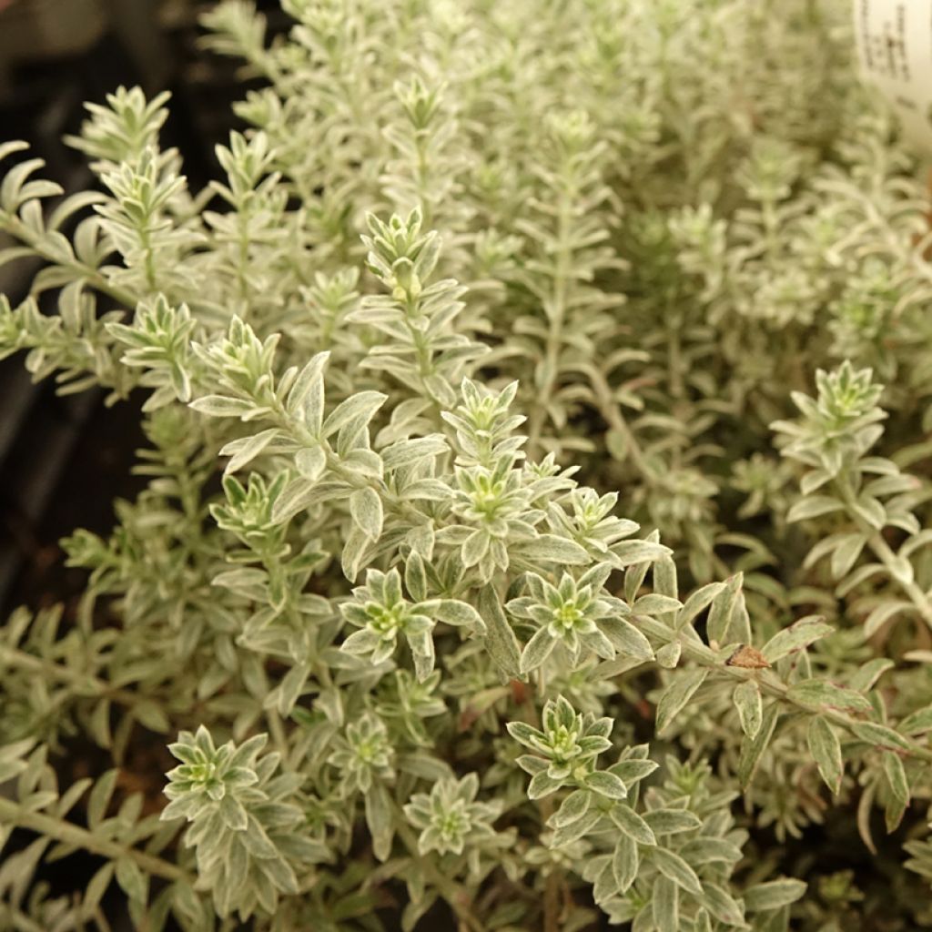 Westringia fruticosa Smookie - Romarin d'Australie