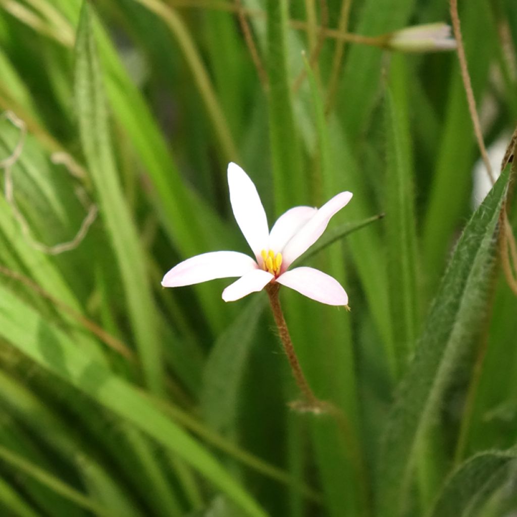 Rhodoxis Ria - Rhodohypoxis