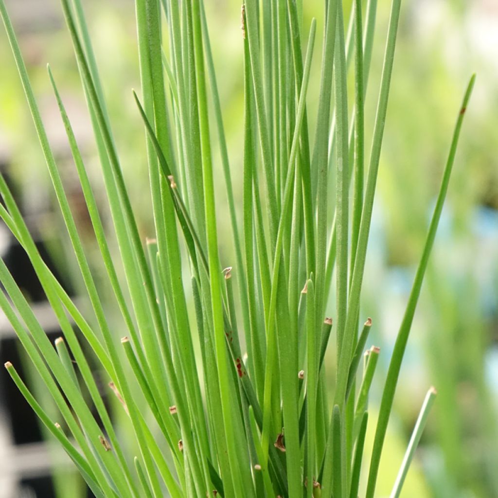 Zephyranthes candida - Lis zéphyr