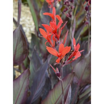 Canna Ibis