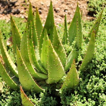 Aloe brevifolia - Aloès à feuilles courtes