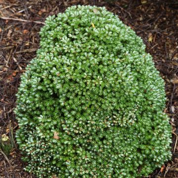 Sapin de Corée nain - Abies koreana Green Carpet