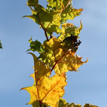 Acer platanoides Columnare - Érable plane