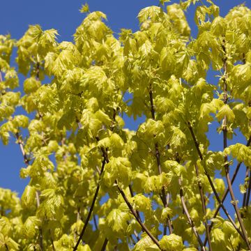 Acer platanoides Emerald Queen - Érable plane