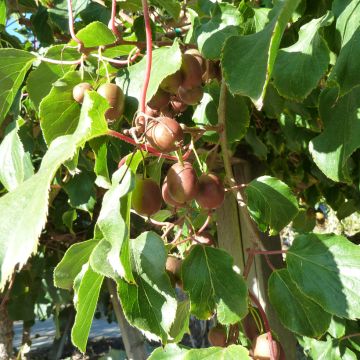 Kiwi arguta Bingo (femelle) - Kiwaï - Actinidia arguta