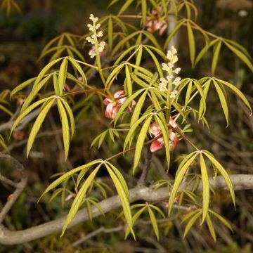 Marronnier d'ornement Autumn Fire - Aesculus neglecta