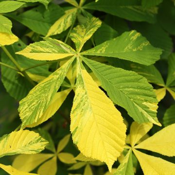 Aesculus hippocastanum Monstrosa - Marronnier commun