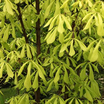 Aesculus hippocastanum Monstrosa - Marronnier commun
