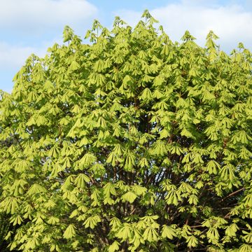 Aesculus hippocastanum Monstrosa - Marronnier commun