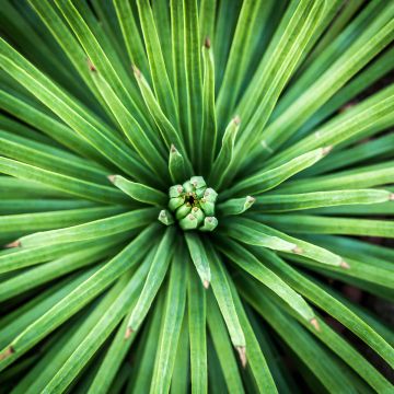 Agave stricta Nana