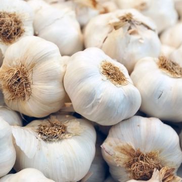 Ail-blanc-Messidrome-BIO