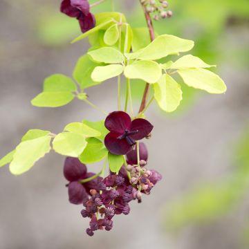 Akebia quinata