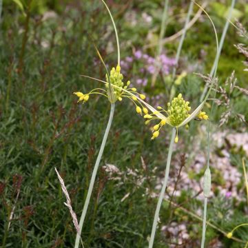 Allium flavum - Ail d'ornement jaune