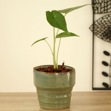Alocasia Mayan mask - Oreille d'éléphant 