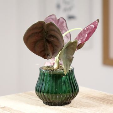 Alocasia Mayan mask - Oreille d'éléphant 