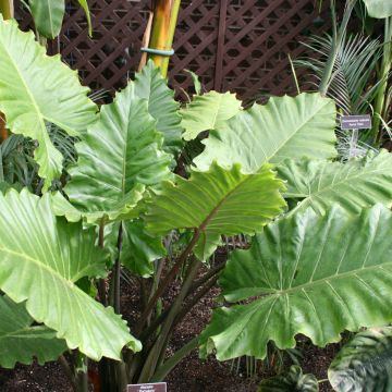 Alocasia Mayan mask - Oreille d'éléphant 