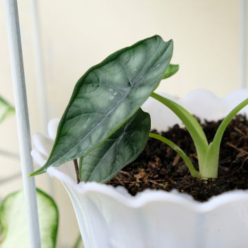 Alocasia Mayan mask - Oreille d'éléphant 