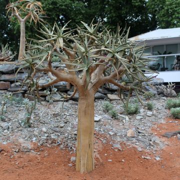 Aloe brevifolia - Aloès à feuilles courtes