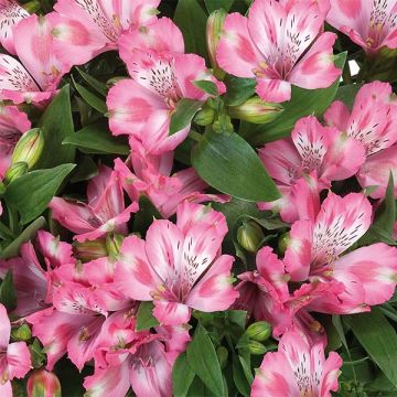 Alstroemeria Inticancha® Imala - Lis des Incas