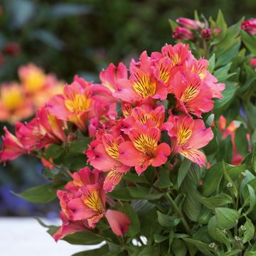 Alstroemeria River Valley - Lys des Incas