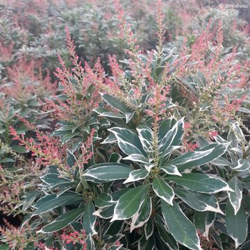 Andromède du Japon - Pieris japonica Passion