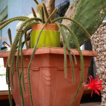 Cylindropuntia ou Opuntia tunicata 
