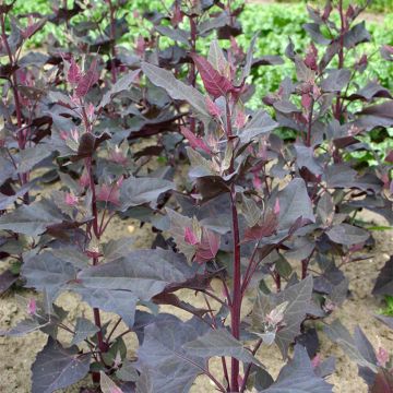 Arroche Rouge Bio - Ferme de Sainte Marthe